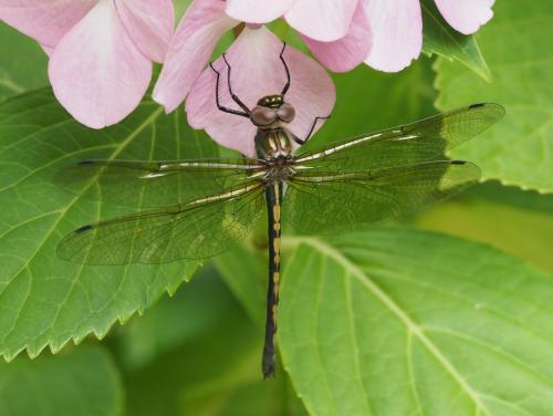 Oxygastra curtisii